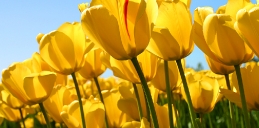 tulips-copy