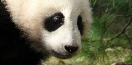 panda